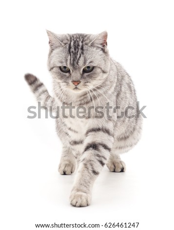 Cat is walking isolated on a white background.