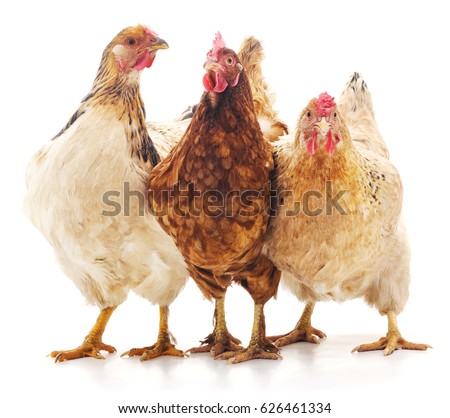Three brown chicken isolated on white background. Royalty-Free Stock Photo #626461334