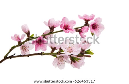 Sakura flowers isolated on white background Royalty-Free Stock Photo #626463317