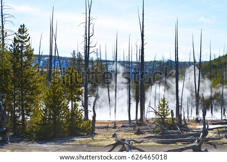 Yellowstone Burn Area and Steam