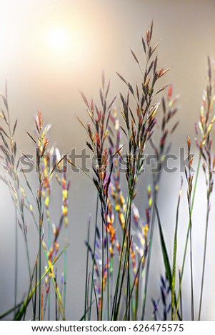  photo of intentionally magically colored grass stalks