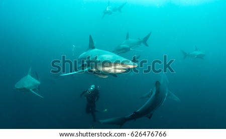 Oceanic Black Tip Shark