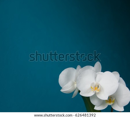 Beautiful flowers of blooming white orchid. Aquamarine background. Closeup. Space for text
