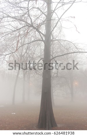 Tree at Central Park on a misty day