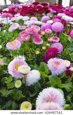Close up of purple and white red flowers to convey a concept of freshness and decorations