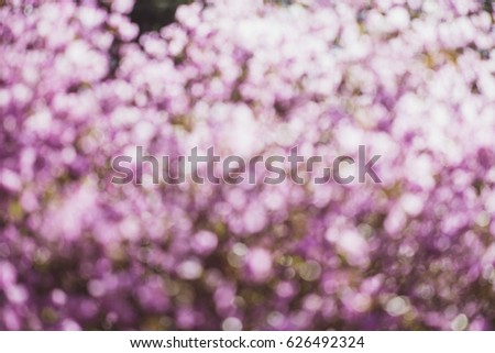 Beautiful sunny abstract natural purple bokeh. Bokeh background from rhododendron bush in spring. Light violet bokeh from flowers in the park or forest