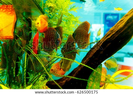 Colorful aquarium fish in aquarium. Green and orange fish.