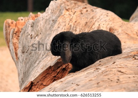 Nerino ,a black lop bunny investigating a tree trunk dropped to the ground.