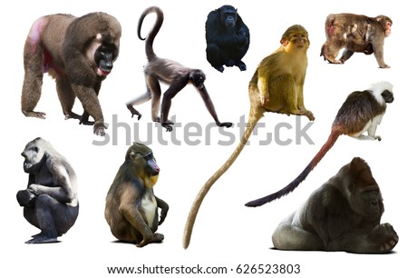 set of primates isolated on white background