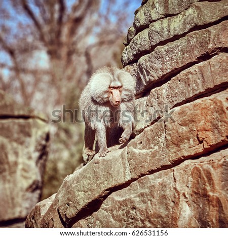 Hamadryas  sitting on a stone. Hamadryas baboon. Papio hamadryas. Monkey