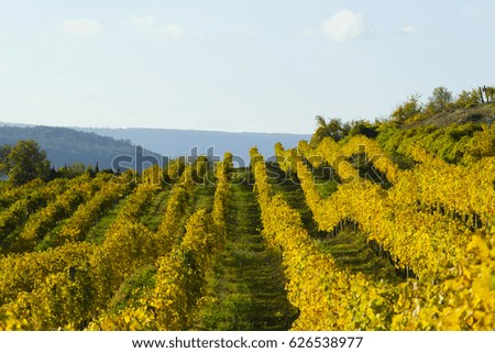 wine yard with yellow leaves after harvest