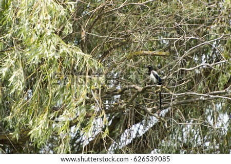Birds resting in a tree in Danube Delta area, Romania, in a summer sunny day, clear blue sky