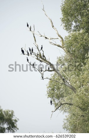 Birds resting in a tree in Danube Delta area, Romania, in a summer sunny day, clear blue sky
