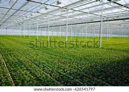 Colorful Chrysanthemum flowers growth in huge Dutch greenhouse, flowers for shops and auctions world wide delivery Royalty-Free Stock Photo #626541797