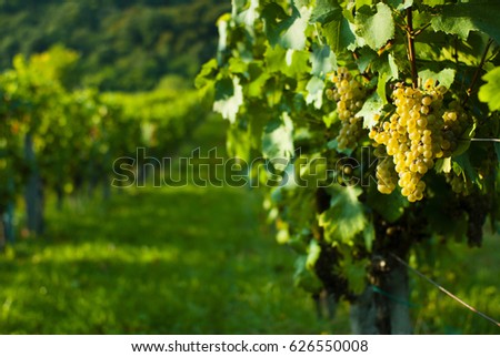 wine grapes on vine stock at wine yard