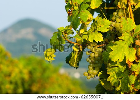 wine grapes on vine stock at wine yard