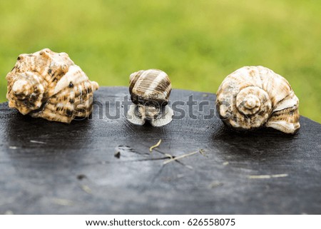 One snail between two shells