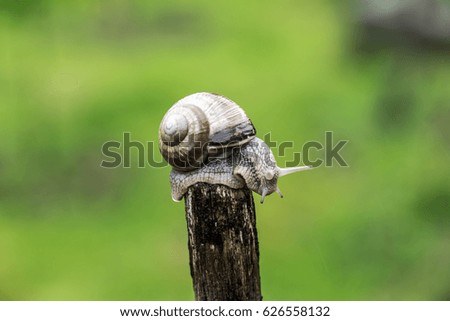 A snail on the top of a stick in the rain