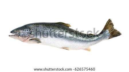 Salmon fish isolated on white without shadow Royalty-Free Stock Photo #626575460