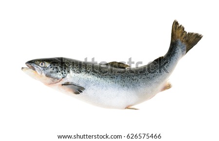 Salmon fish isolated on white without shadow Royalty-Free Stock Photo #626575466