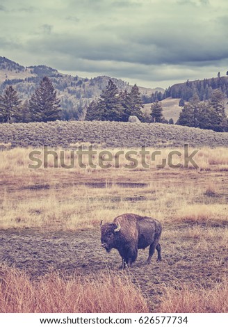 Vintage toned picture of American bison grazing in Yellowstone National Park, Wyoming, USA.