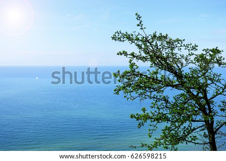 Baltic sea view. Skyline. Green tree on the front.
