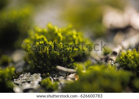 Macro picture of green moss. Close up macro photography of nature. Color bright background with amazing bokeh. moss lichen background on the grungy cement wall texture