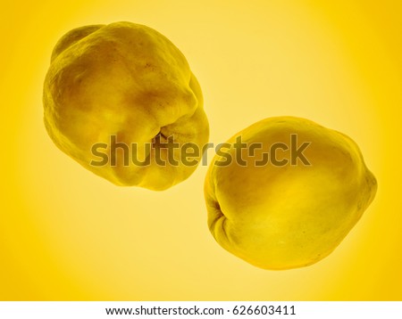 Two quinces on yellow background. Art food concept