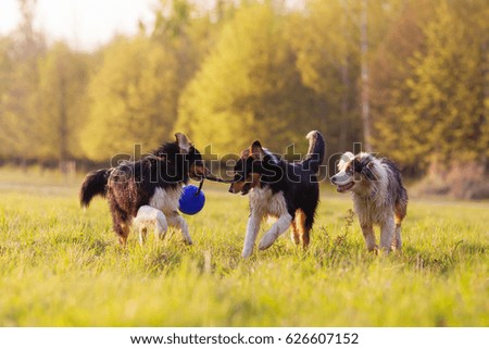 picture of three Australian Shepherd dogs fighting for a ball