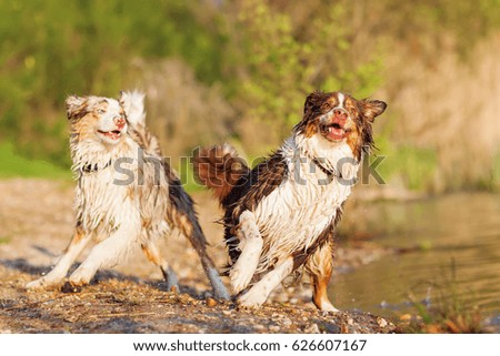 picture of two Australian Shepherd dogs playing at a lake