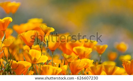 California Golden Poppy in Diamond Valley Lake, CA Royalty-Free Stock Photo #626607230