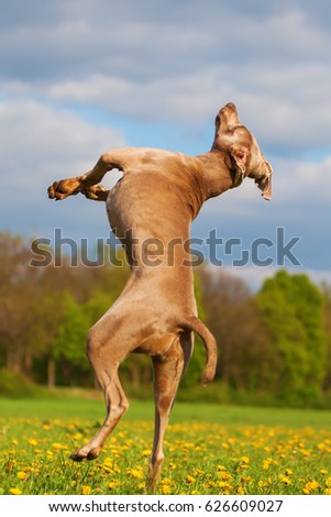 picture of a Weimaraner dogs jumping high outdoors
