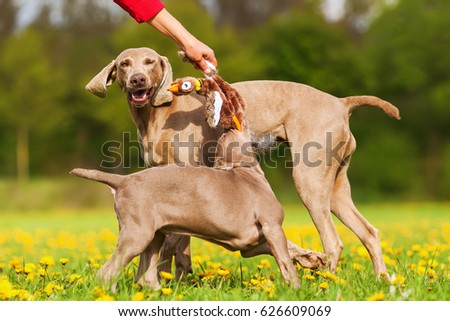 picture of a woman's hand playing with Weimaraner dogs outdoors