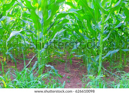 a front selective focus picture of organic young corn at agriculture field 