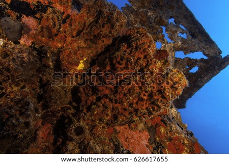 Sponges growing on the rusting hull 