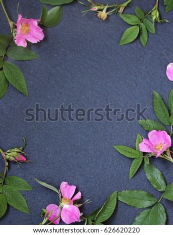 wild rose flowers on a dark background. Soft focus. Place for text.