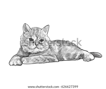 Adorable lying persian cat isolated on white background,vector illustration