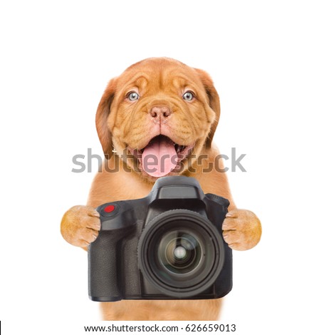 Dog photographer taking pictures. isolated on white background.