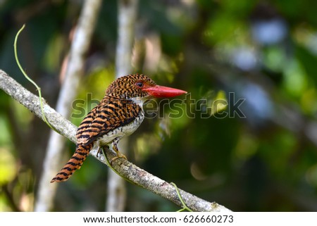 Banded Kingfisher perching on a branch, Male and female bird of Thailand