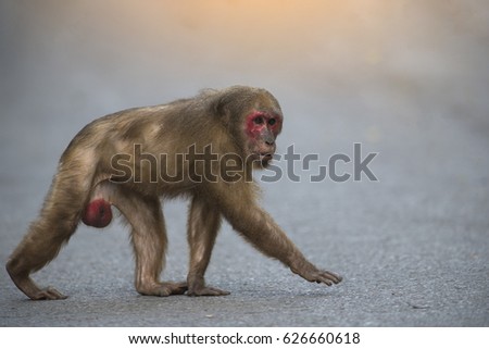 The monkey to cross the road safely at national park Thailand  (Stump-tailed macaque or Bear macaque)