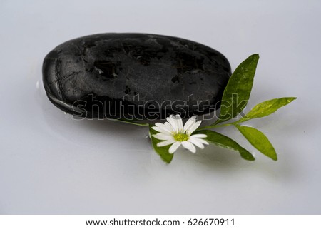 White flower on the black rock concept./ white flower and rock.