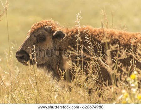 A buffalo calf in Custer State Park, South Dakota.