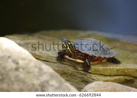turtle in pond