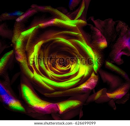 Rainbow colored macro portrait of an isolated single yellow red pink violet orange rose blossom on black background - pop art colors, surreal, floral fantasy, fantastic realism,love, joy, happy,pride