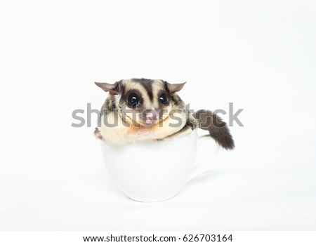 Sugar Glider in coffee cup and will jumping, Cute animal in household pet.
