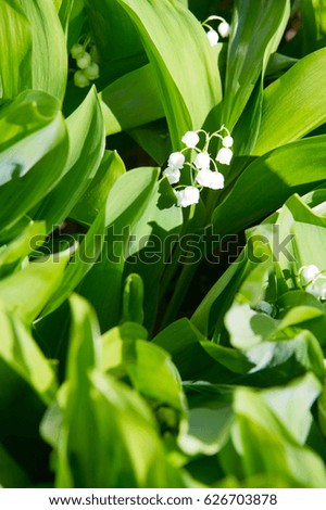 Photo of forest flowers. Bracelets. Lily of the valley