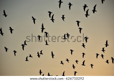 Group of seagulls are flying in evening