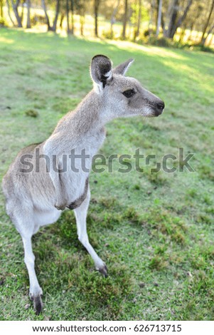Portriat of curious wild grey kangaroo during sunset