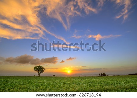 Landscape of sweet potato fields with sunlight,Philosophy tree.