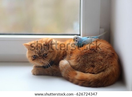 cat and parrot Royalty-Free Stock Photo #626724347